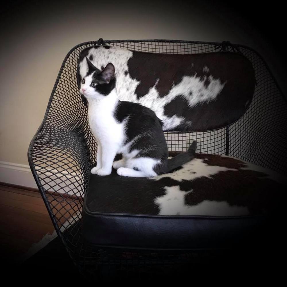 Meet your Posher, Lara